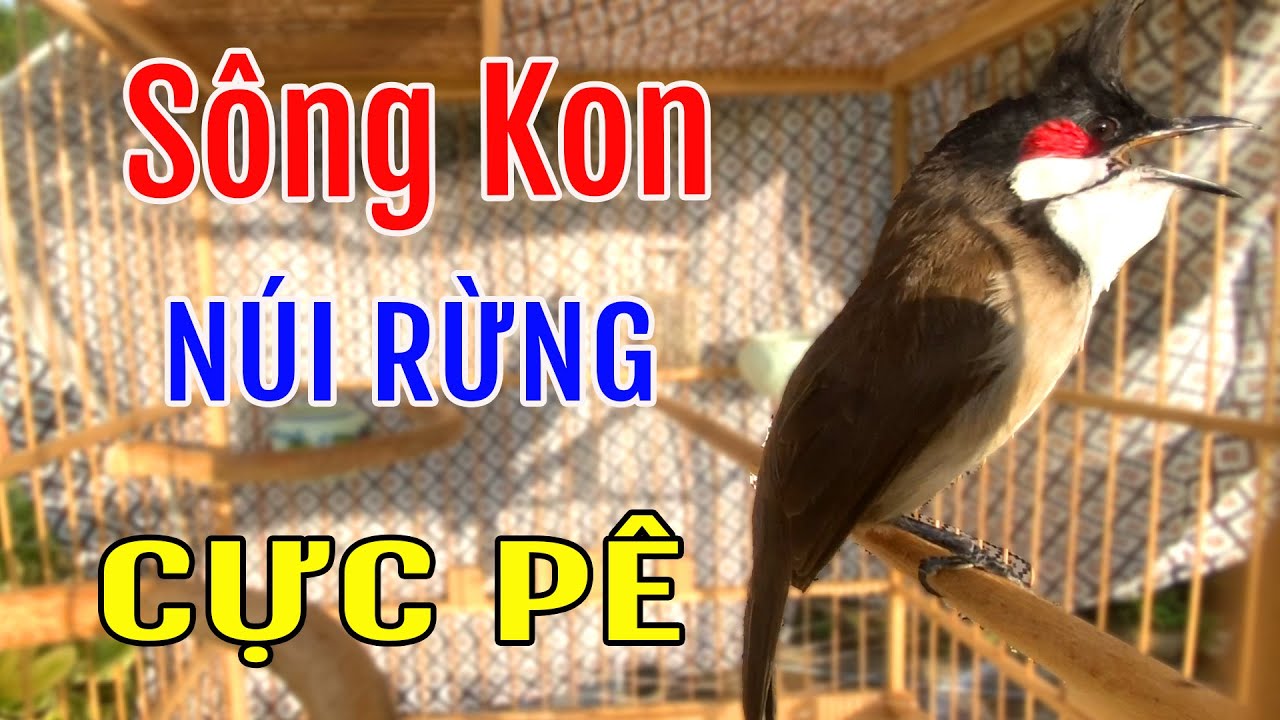 Chào Mào Song Kon Hót Nghe Đã Tai - Giọng Cực Hay,Luyện Mào Non Tuyệt Vời#chaomaohot