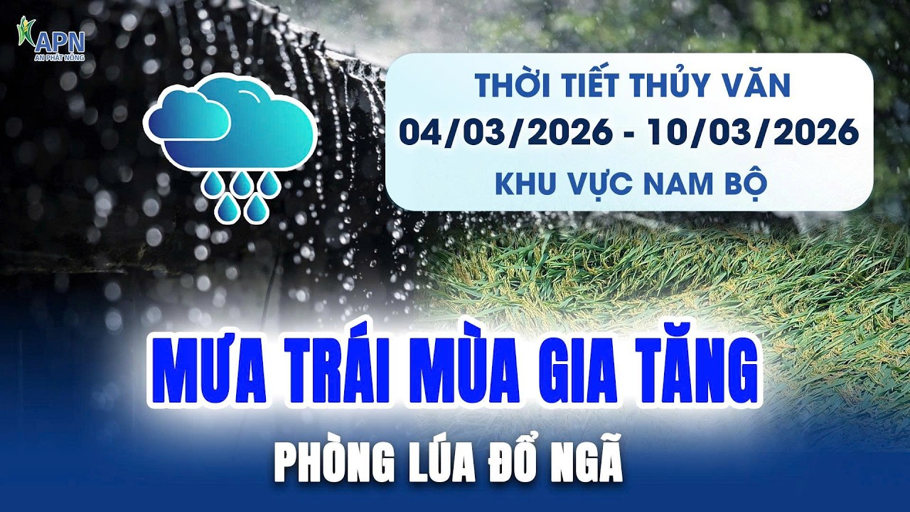 APN - MƯA TRÁI MÙA GIA TĂNG - CẢI THIỆN LÚA ĐỔ NGÃ | THỜI TIẾT THỦY VĂN TỪ NGÀY 04 - 10/03/2026