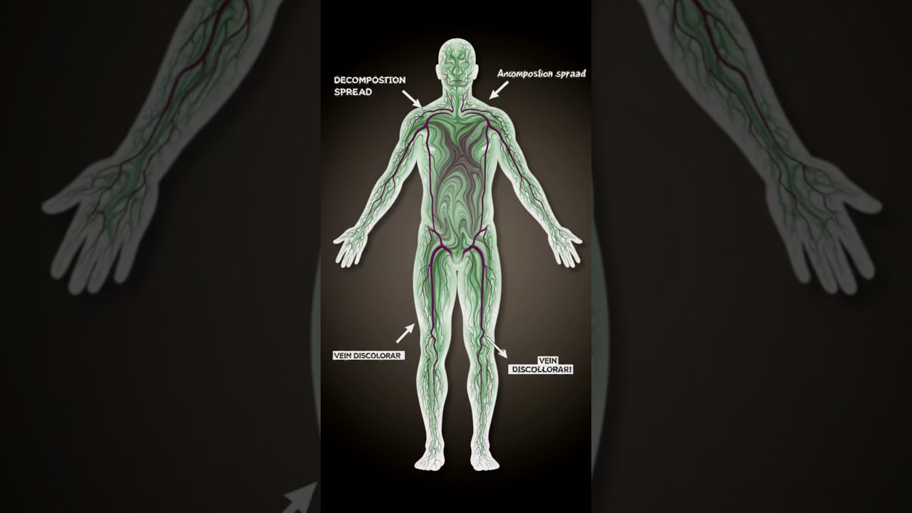From Life to Skeleton: The Shocking Timeline of Human Decomposition