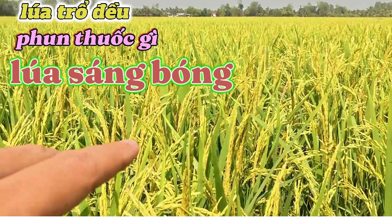 LÚA TRỔ ĐỀU phun thuốc gì? GIÚP LÚA SÁNG BÓNG HẠT DÀY LÁ DỒNG (8 CÔNG) l Thanhdotv