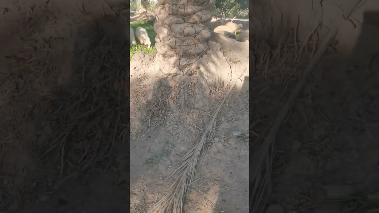 نصائح السيد جبار المحنه حول التخفيف و اهميته