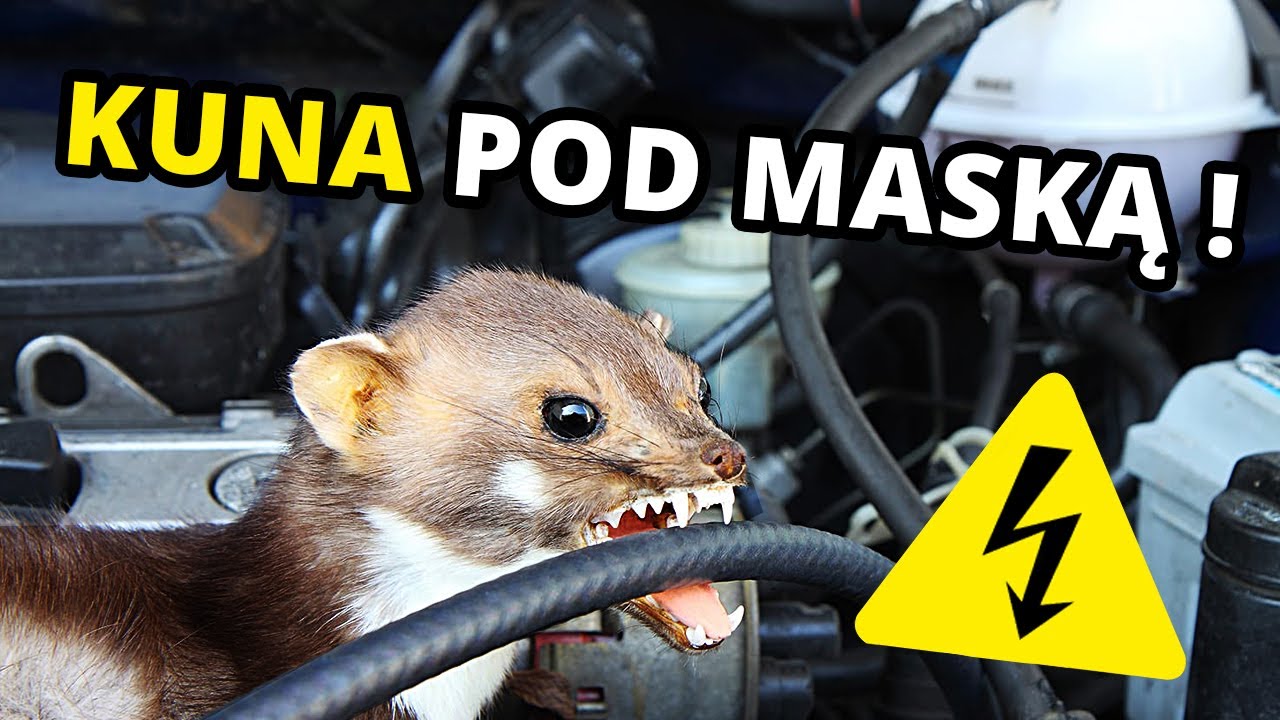 JAK POZBYĆ SIĘ KUNY Z SAMOCHODU ? To nie jest takie proste...