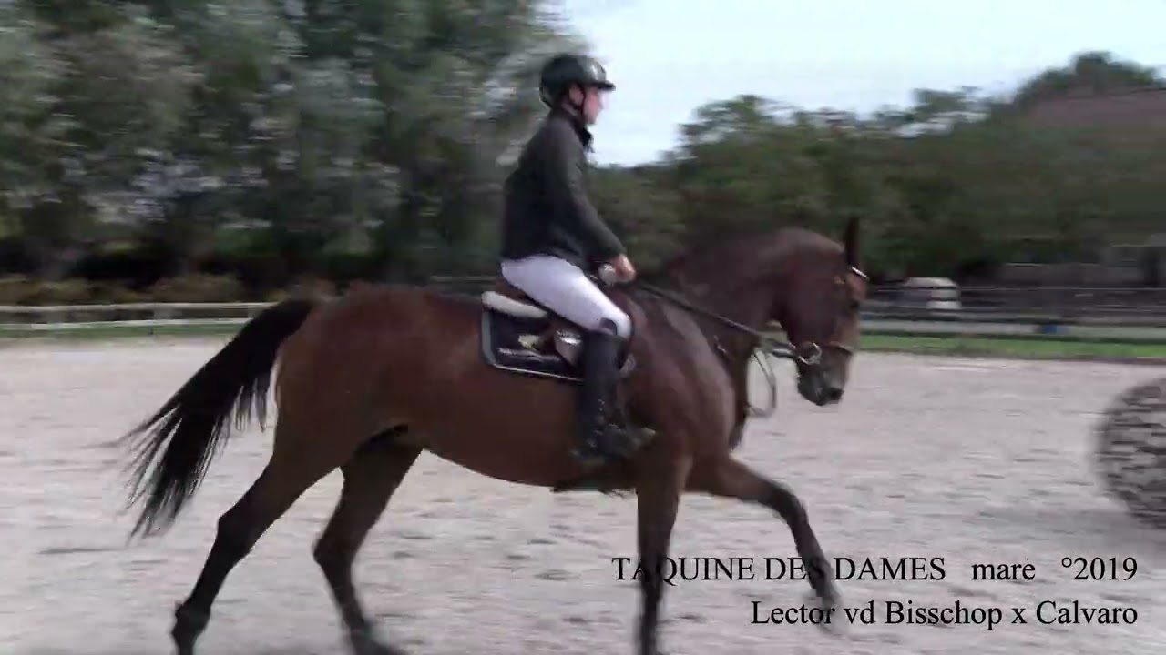 TAQUINE dressage,  Lector van den Bisschop x Calvaro, °2019, mare, Belgian Horse Trading