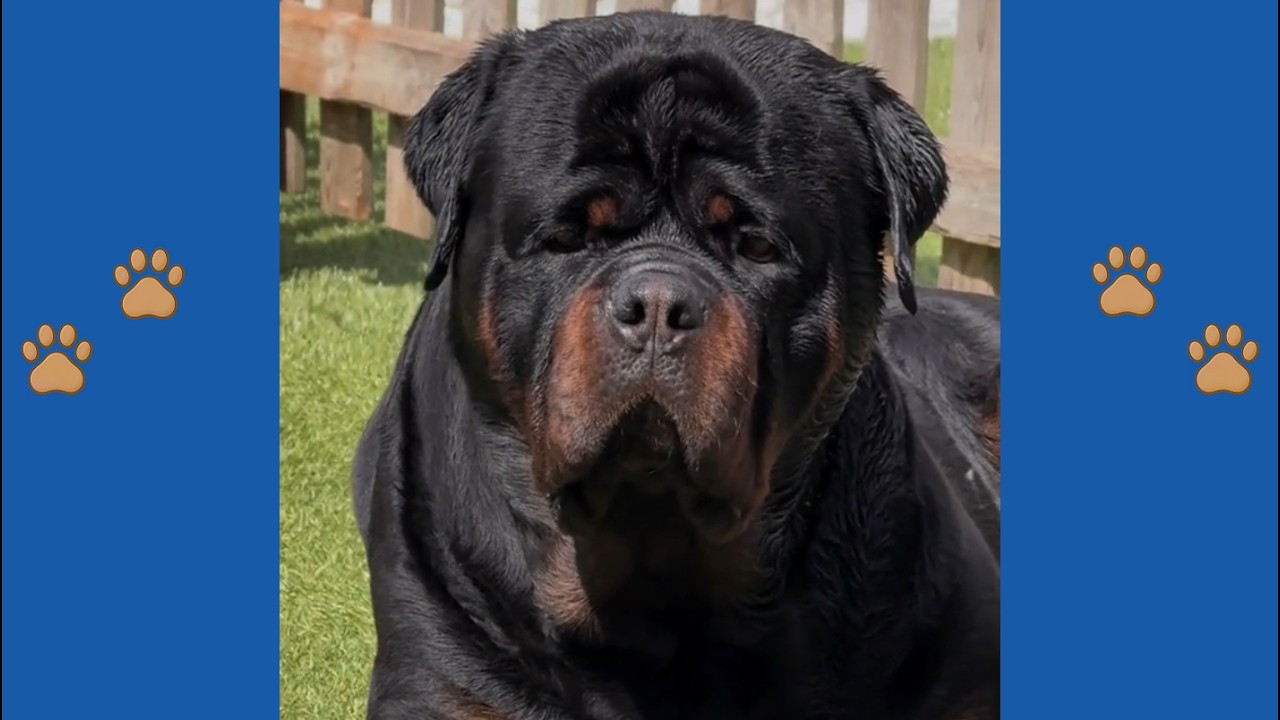 170lb Rottweiler Nobody Wanted Corners Burglar at 3AM&mdash;His Owner's Reaction Will SHOCK You