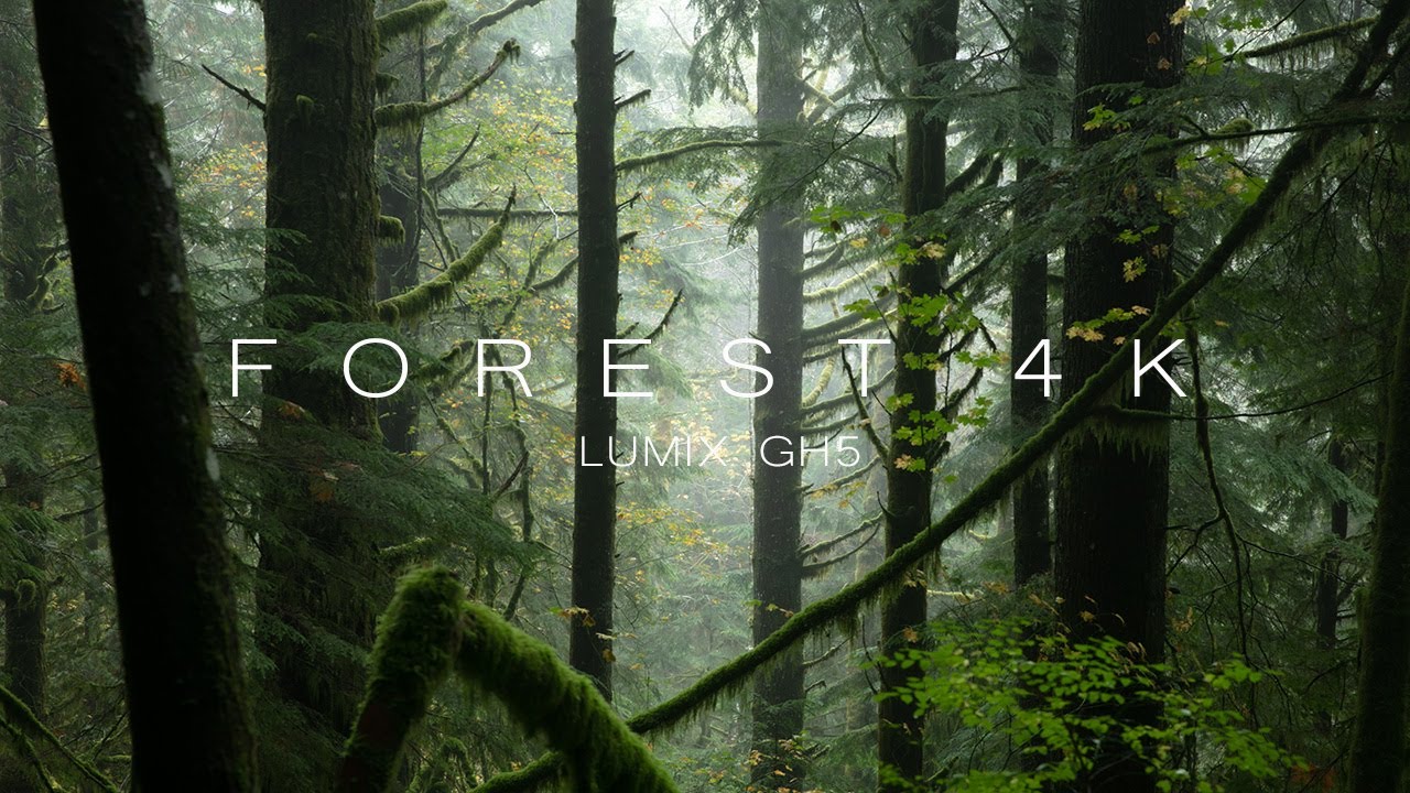 Forest 4K III  - Panasonic Lumix GH5 Cinematic | Forest 4K