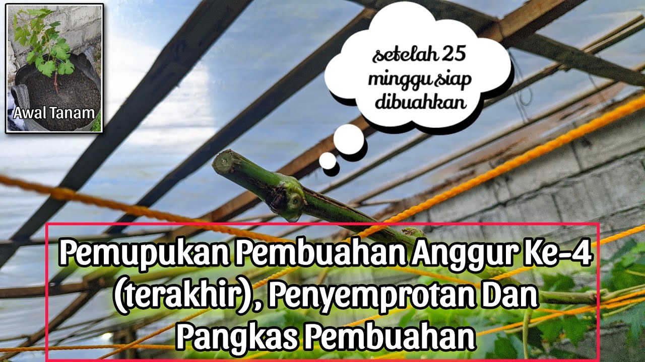 Cara Pangkas pembuahan pohon anggur di usia 25 minggu tanam