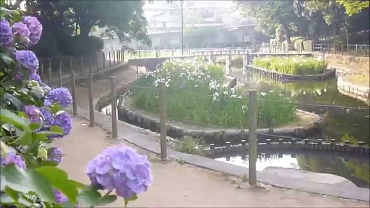 夜宮公園菖蒲池