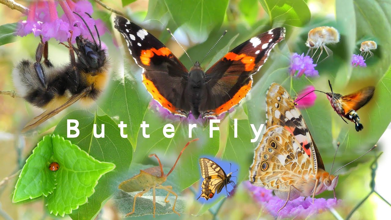 Butterfly in 4K - Sphinx Colibri - Butterflies 4K - WILDLIFE - Chill - UHD