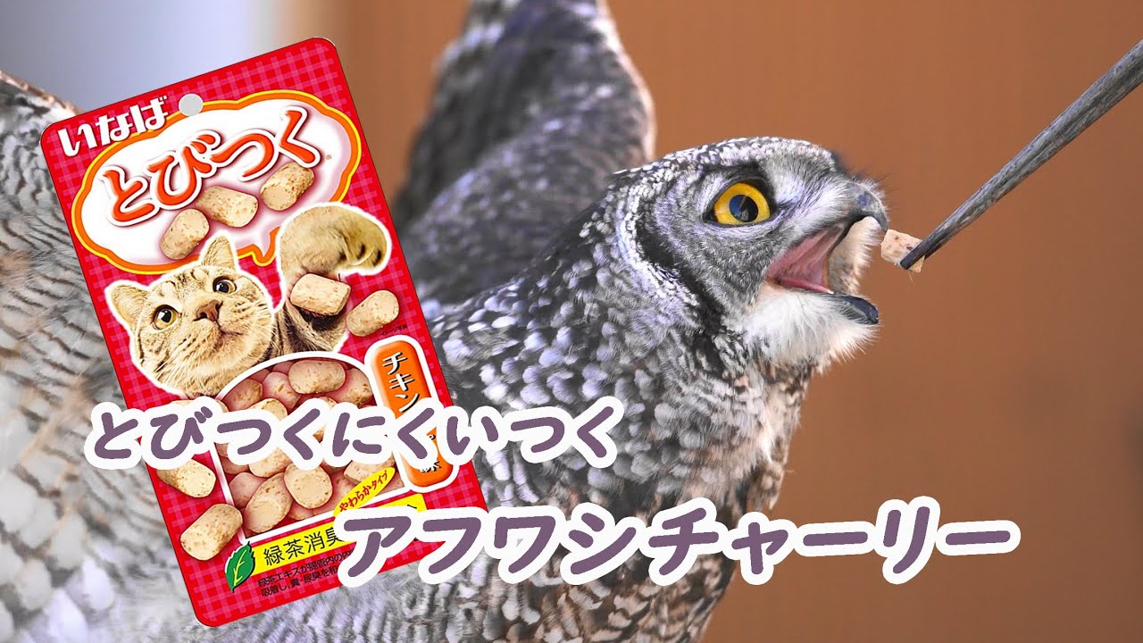 ペットフードを食べるチャーリー