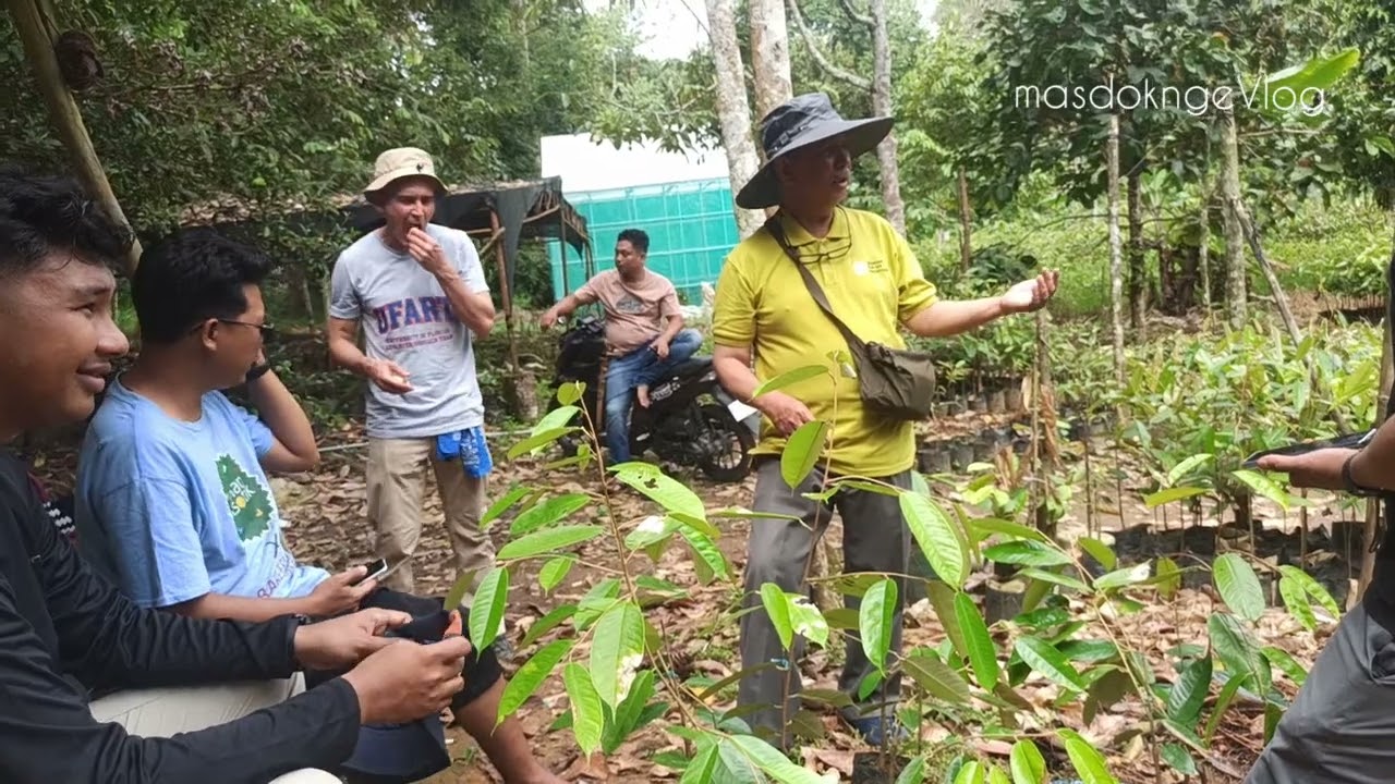 Pembibitan Mantuala Batu Hayam Dibawah Pohon Induknya