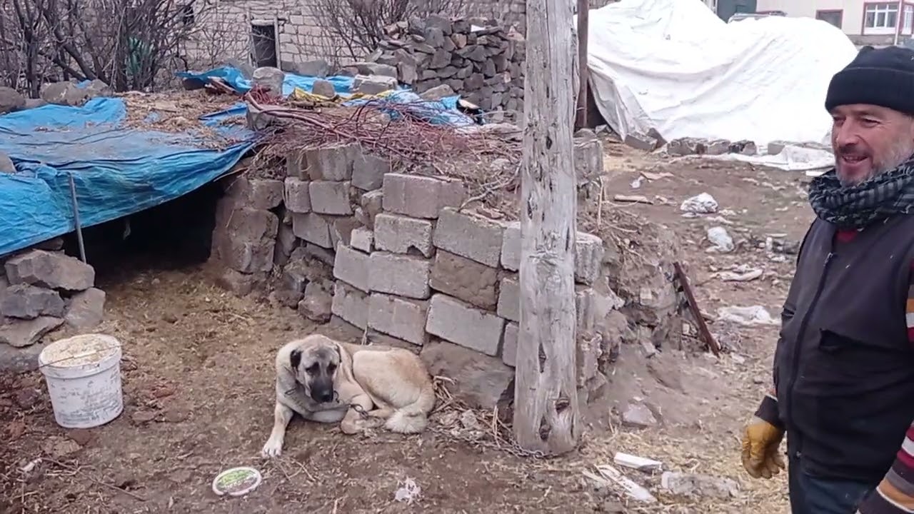Kayseri Tomarza çoban köpekleri  Mustafa Kural ile röportaj