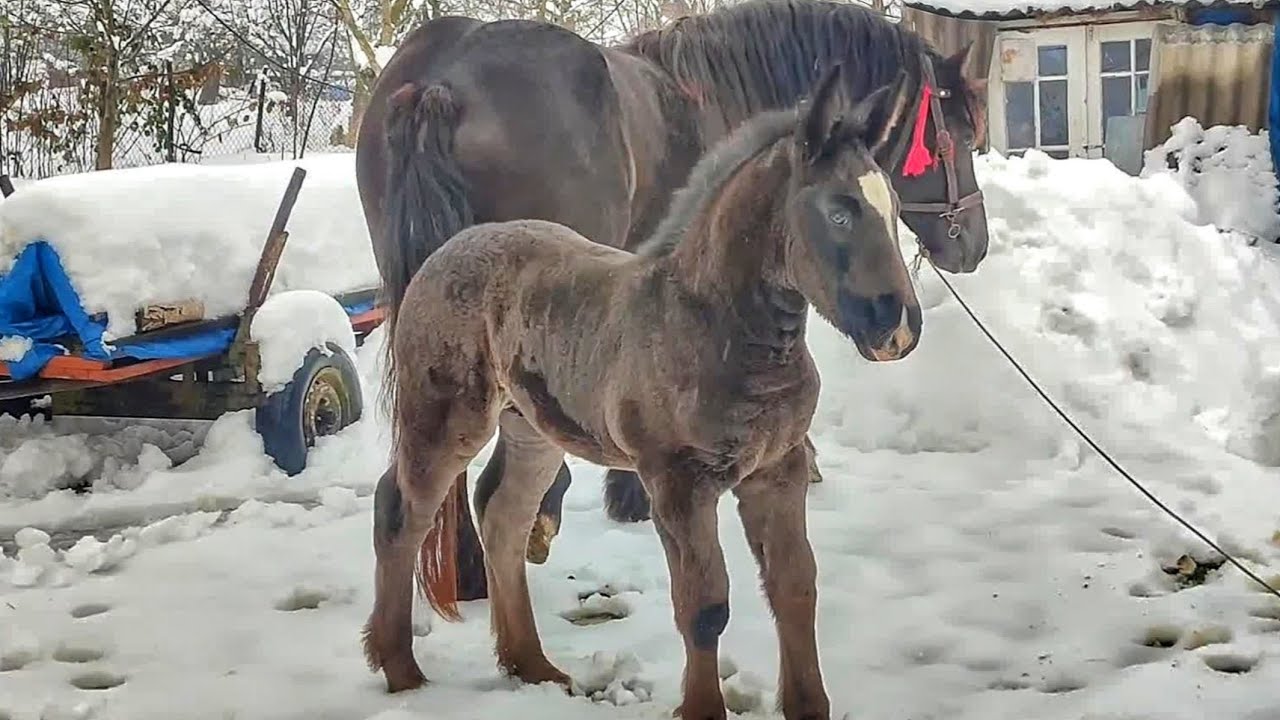 ФАРАОН💪, СИН БАРОНЕСИ ♥️ТА ГЕРМЕСА/PERCHERON HORSES