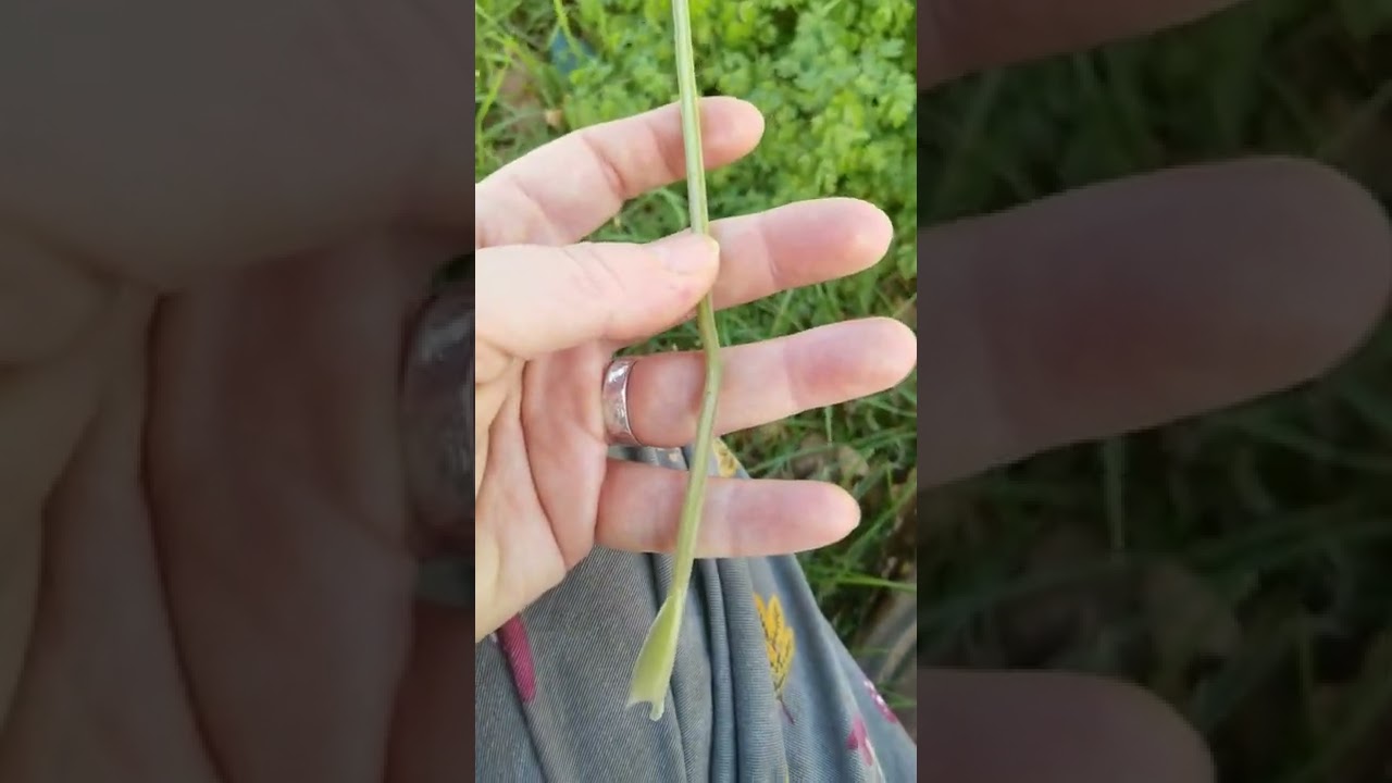 Identifying Edible plants: Anthriscus sylvestris - cow parsley