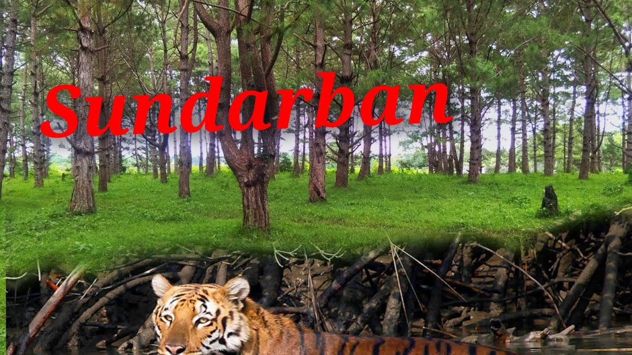 Sundarban . World Heritage site. UNESCO 1984.