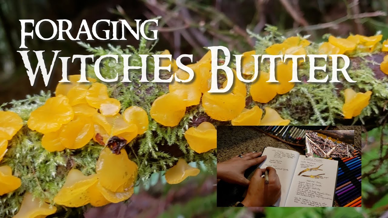 FORAGING ~ Witches Butter!! ~ Witches Butter Soup!
