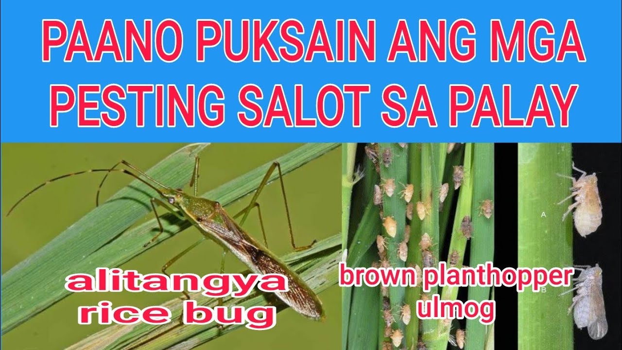 PANG CONTROL SA ULMOG AT RICE BUG NG PALAY