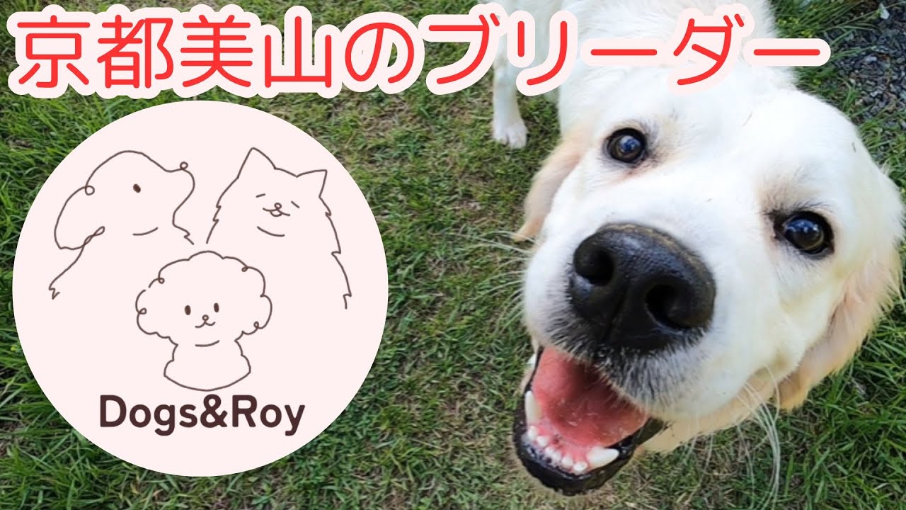 【ブリーダー】 犬舎での日常を配信中！！ #サモエド #ゴールデンレトリーバー  #トイプードル
