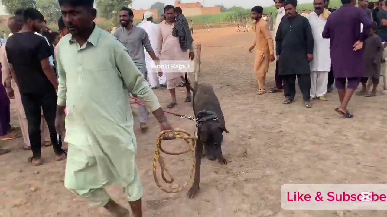 Pakistani famous dog fight | bully kutta fighting #dog #war 