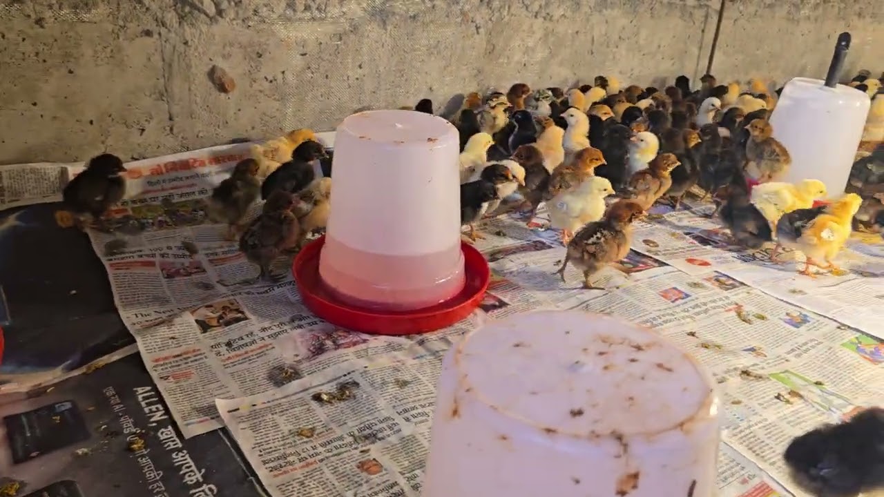 #Desi murgi form#देशी मुर्गी फार्म हाउस 500chicks #goatfarmarvindmp #kaiseshuruaatkaresunali chicks