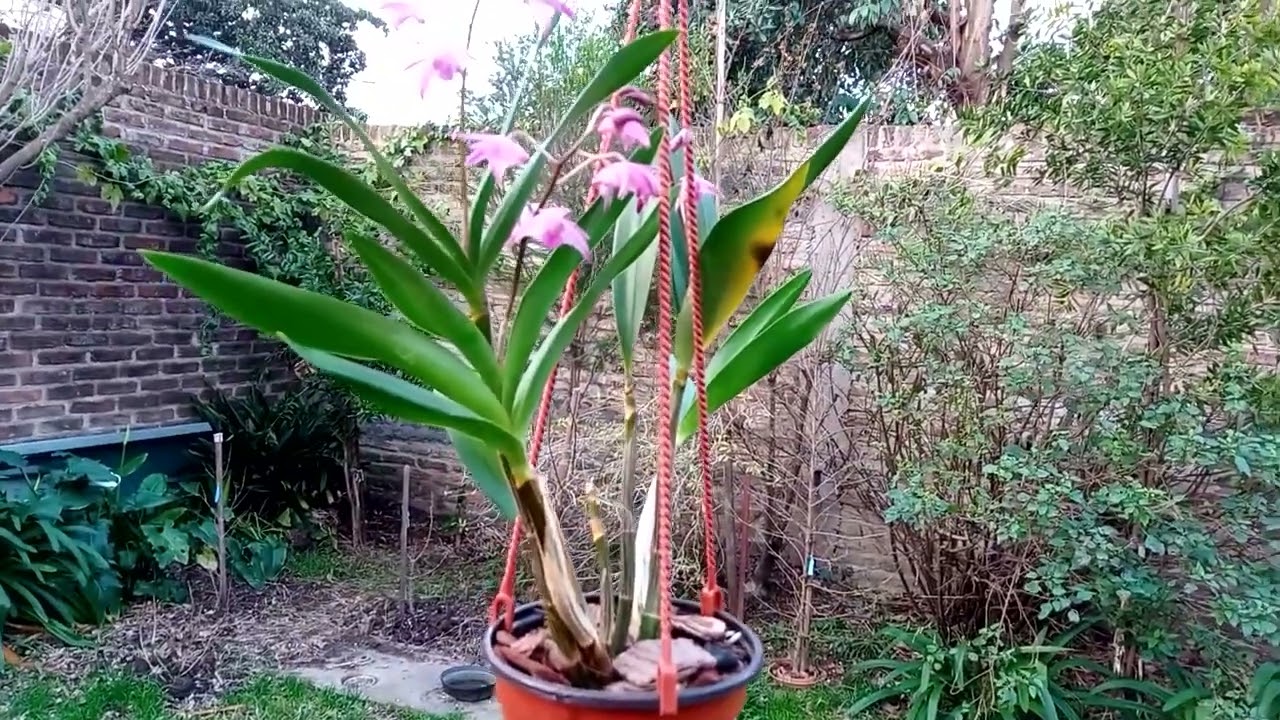 Orquidea Dendrobium Kingianum (Berry Oda)