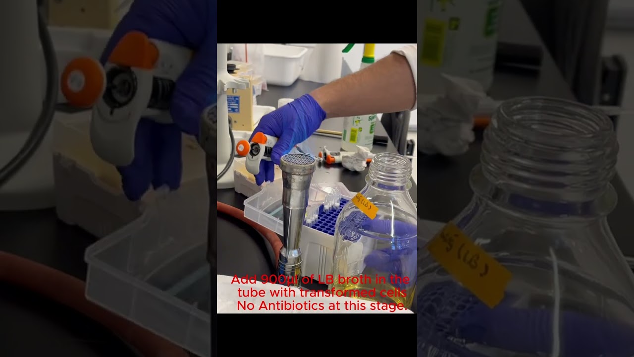 Heat Shock Transformation in E coli after cloning