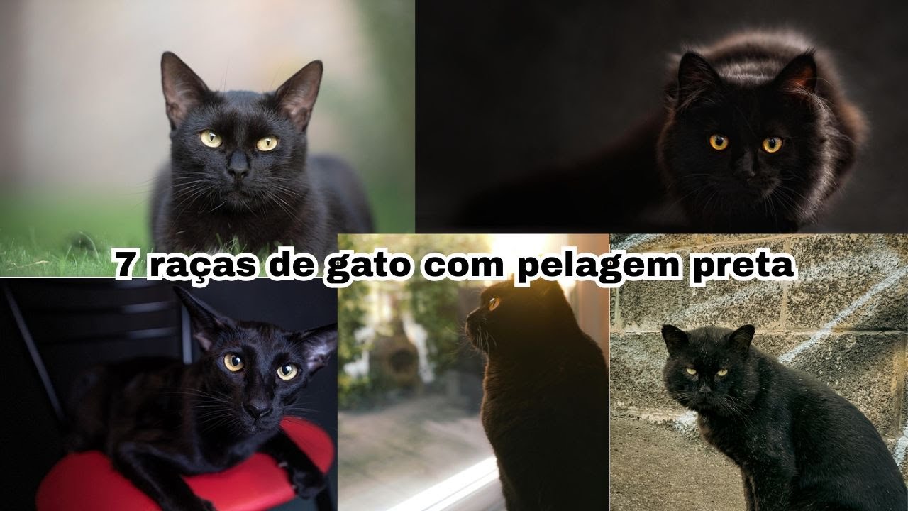 7 raças de gato com a pelagem preta