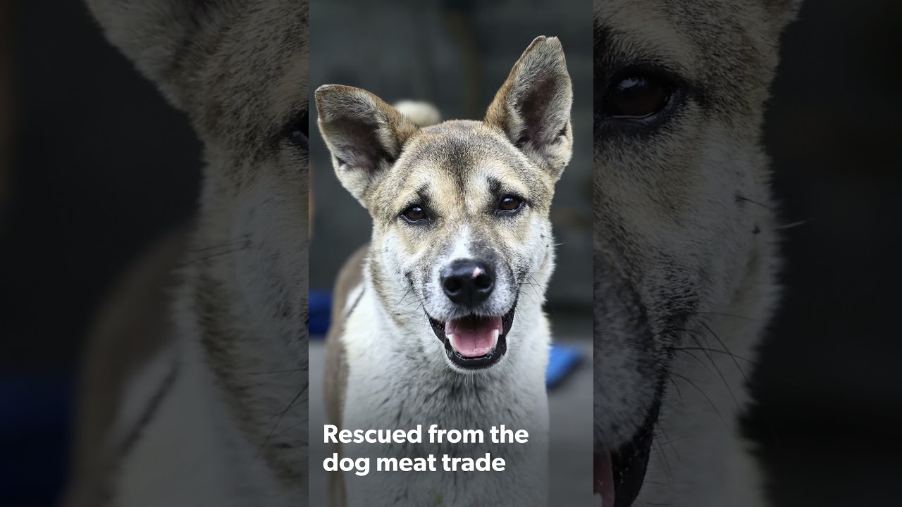 Help end the dog meat trade in Vietnam