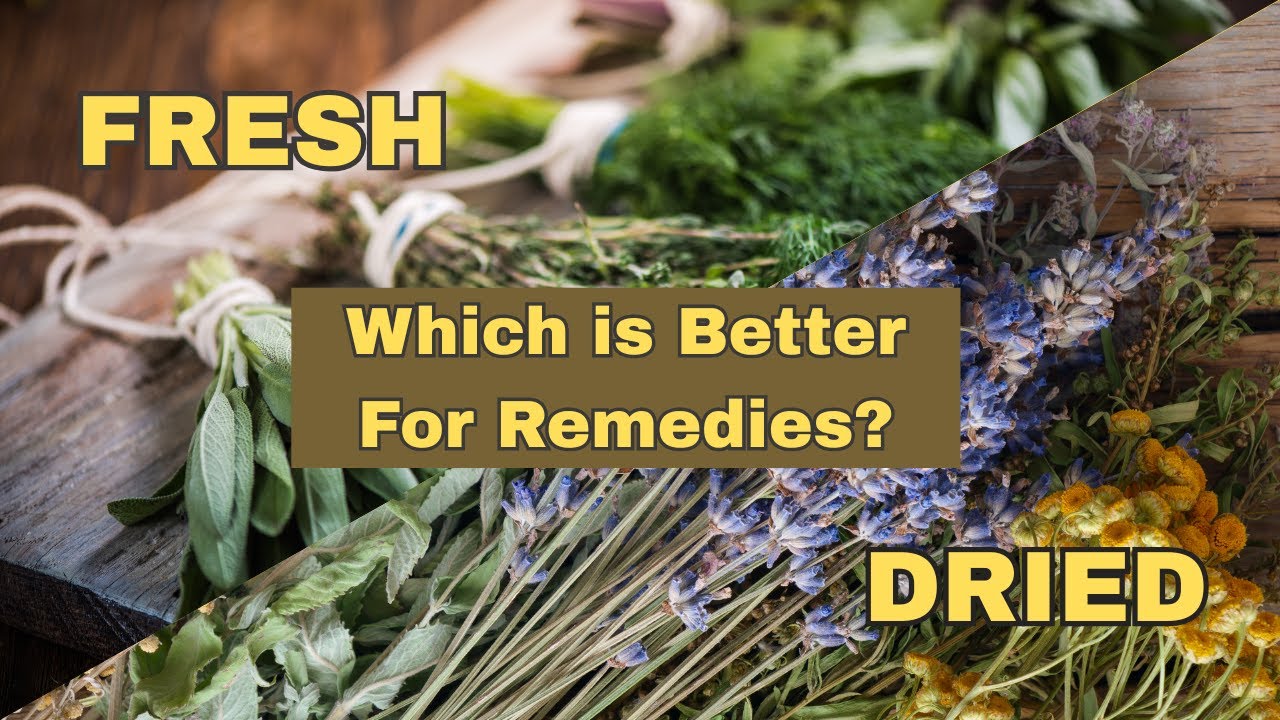 Fresh vs Dried Herbs: Which Makes Better Medicine?