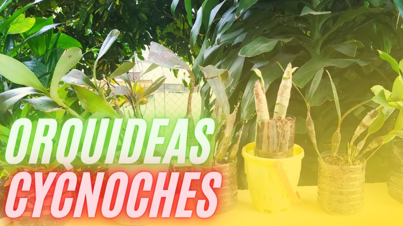 CYCNOCHES en MACETAS RECICLADAS | Orchids+