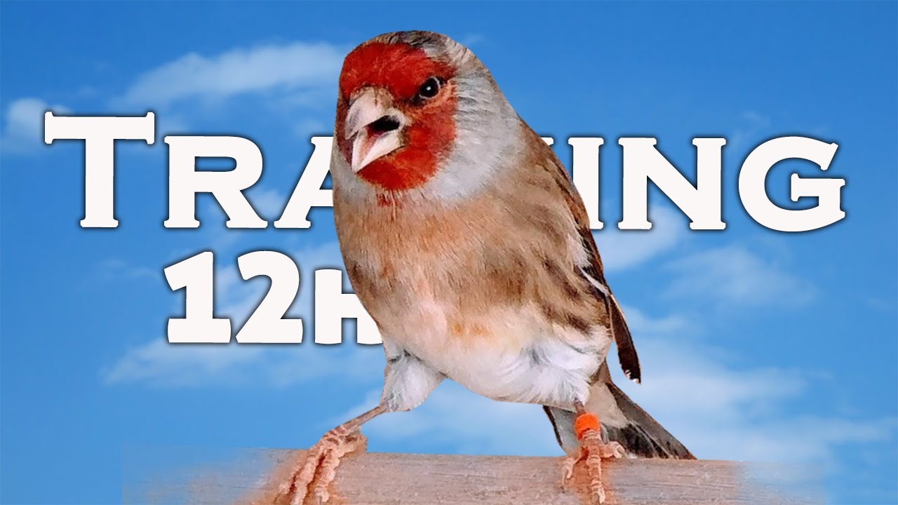Goldfinch Mule 12h Singing  100% Goldfinch Song