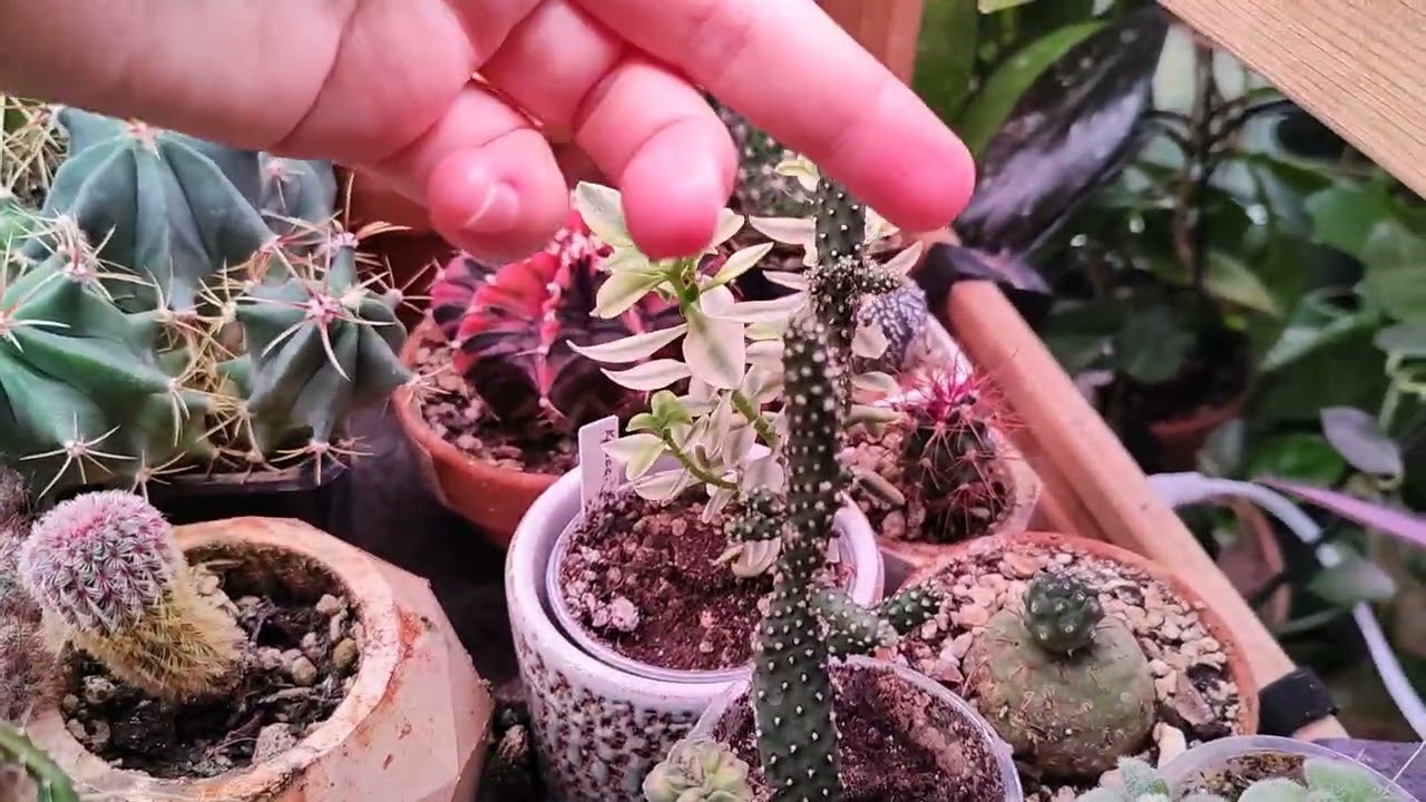 Обзор моих растений. Часть 3 🌿 #cactus #succulent #plants #urbanjungle #crassula #garden #flowers 