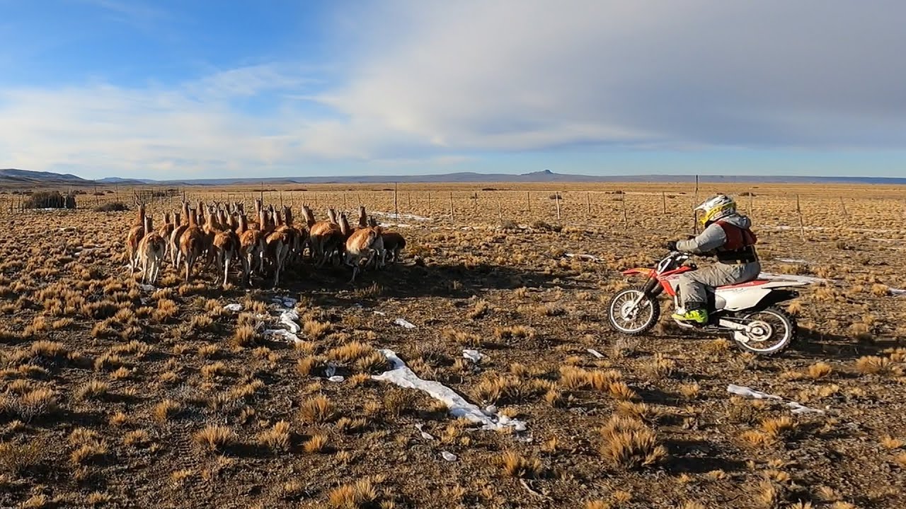 GUANACO, EL RETORNO DEL GRAN HERBÍVORO SUDAMERICANO: EL ARREO