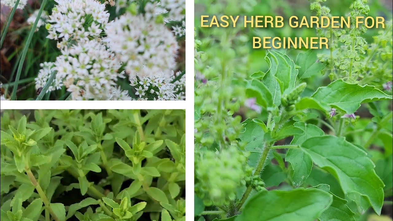 My Herb Garden | Asian Herbs | Easy Kitchen Herb Garden For Beginner | Rice Paddy/Holly Basil/Chives