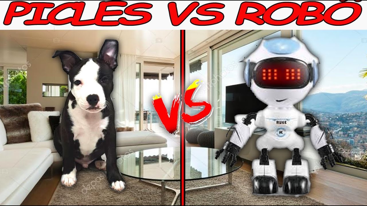 PICLES VS ROBÔ - Dog REACTS to Robotic Vacuum!
