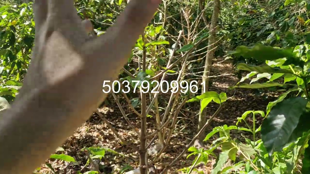 Aplicacion de kelatos  prefloracion la importancia para el cuage del grano.