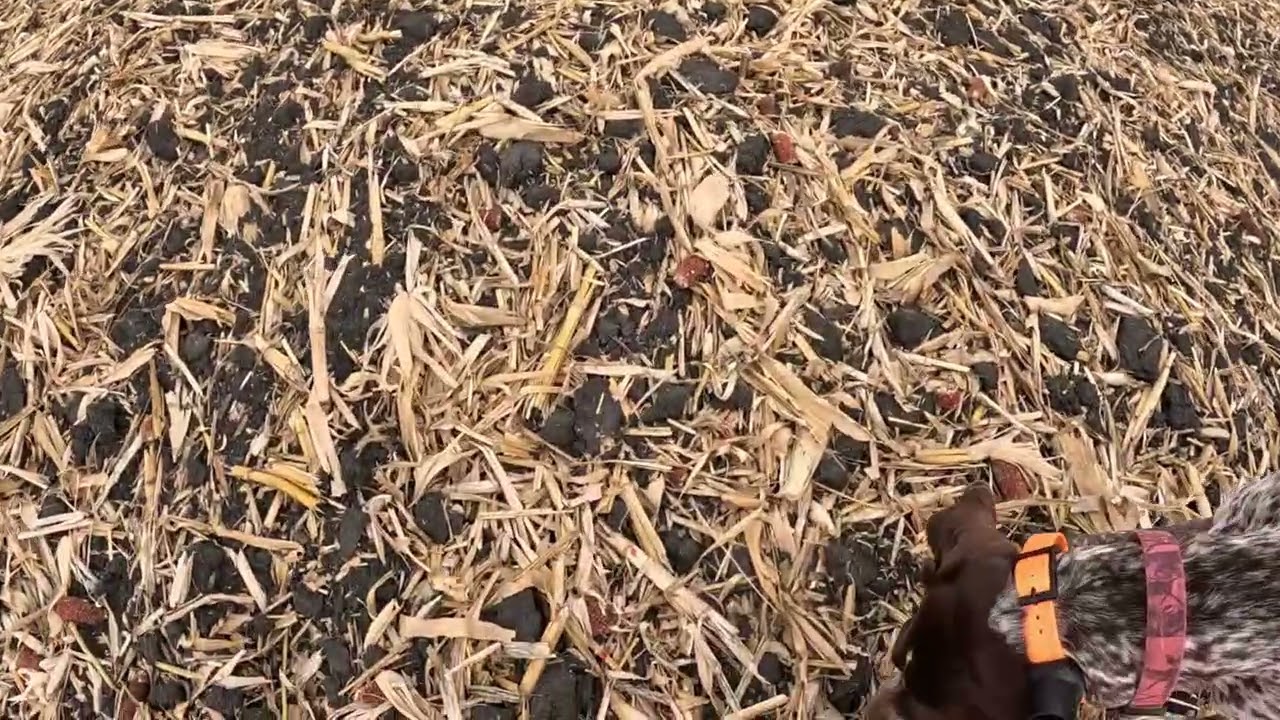 Minnesota Pheasant Hunting Opening Weekend #uplandhunting #germanshorthairedpointer #publiclandhunt