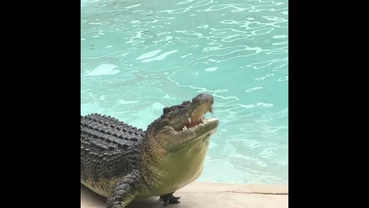 Australia Zoo, QLD