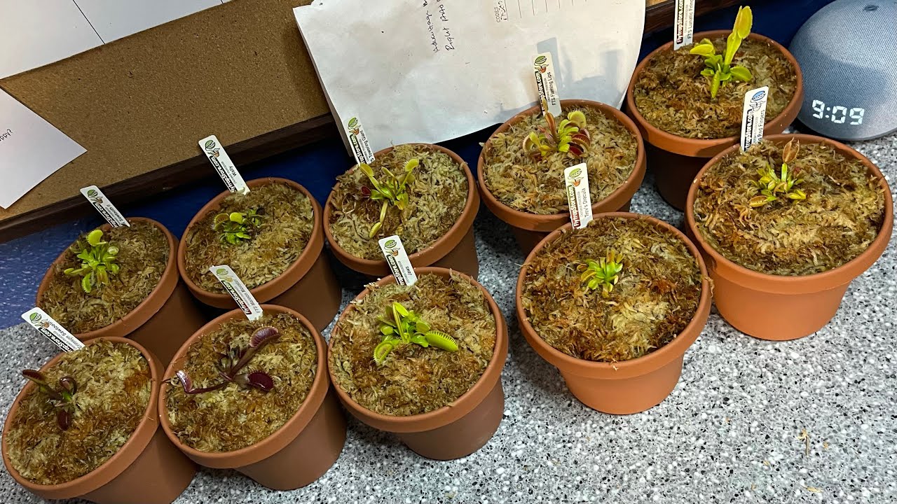 HUGE Venus Flytrap Unboxing from FlytrapStore.Com