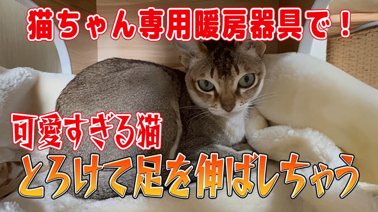 【シンガプーラ】寒い日はこれに限るにゃ。専用暖房でとろけて足を伸ばしちゃう猫が可愛すぎた【極楽】