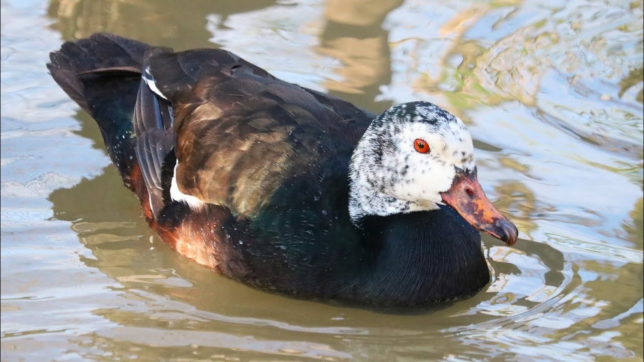 Introducing a white-winged duck to the group