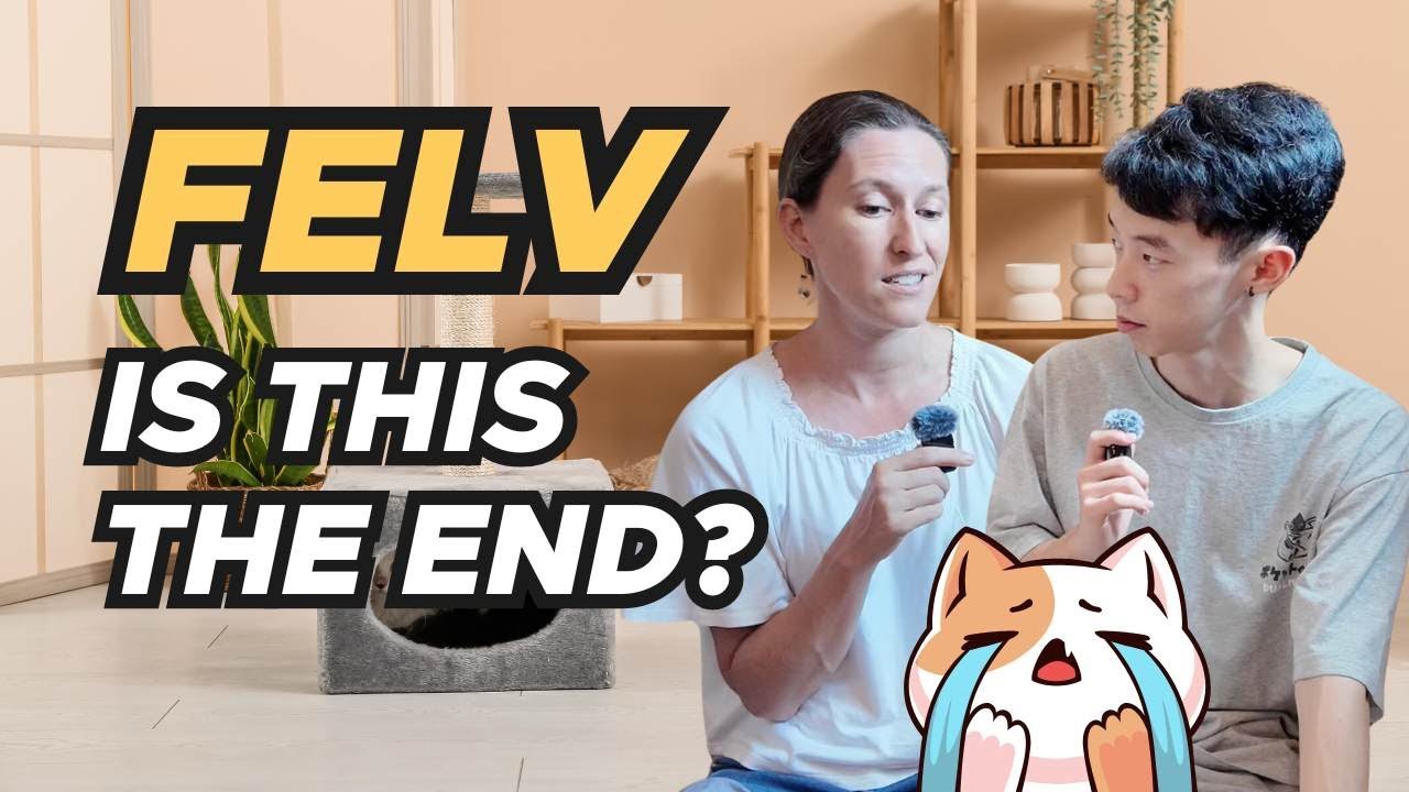 What Is FELV Disease In Cats? (With Kerstin from Shangripaw)