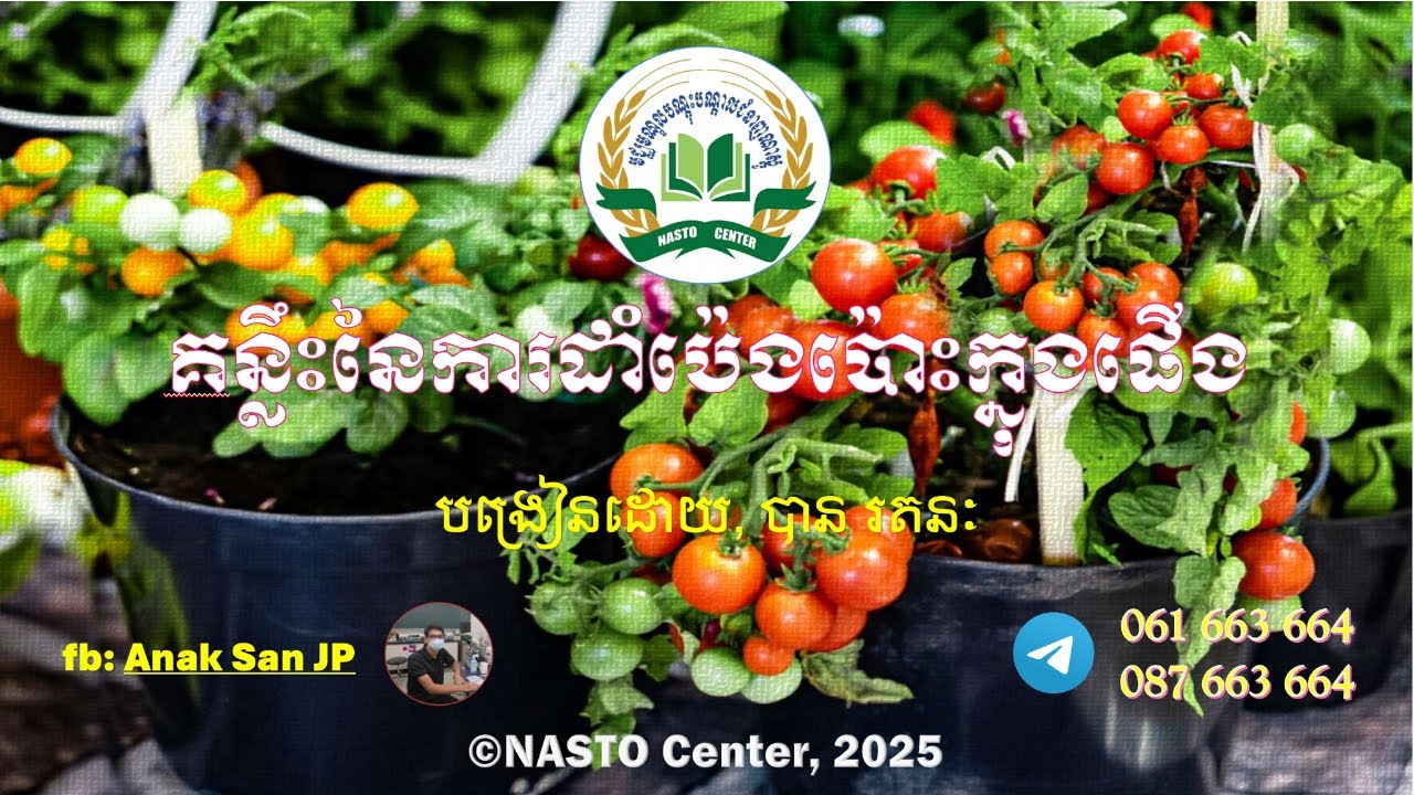 គន្លឹះនៃការដាំប៉េងប៉ោះក្នុងផើង