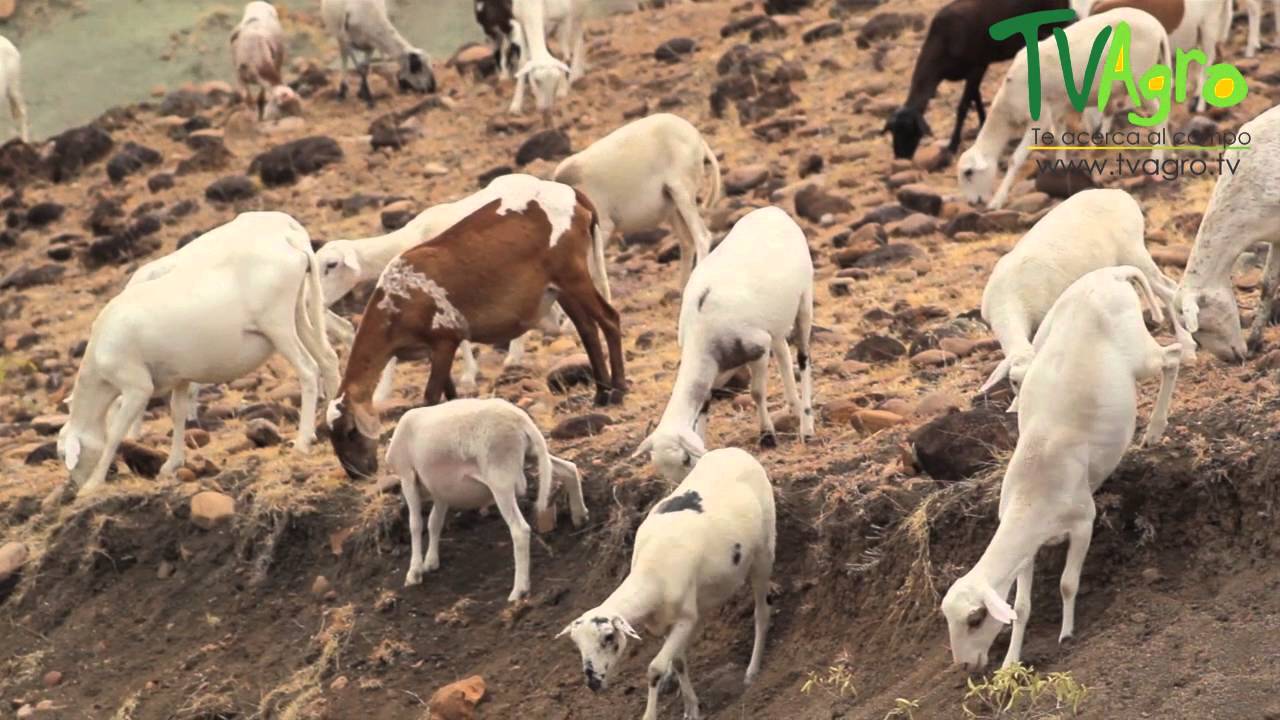 Cría de Cabras en el Desierto de la Tatacoa - TvAgro por Juan Gonzalo Angel