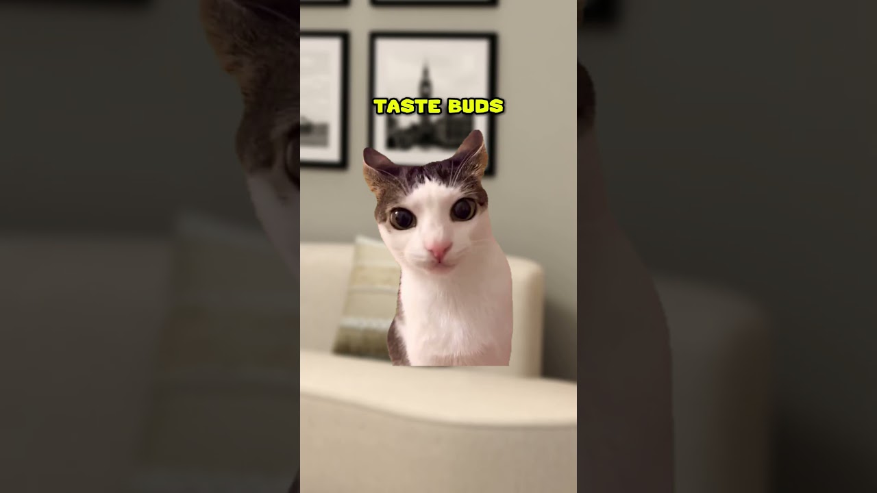 ОТЦОВСКАЯ ШУТКА ДНЯ 😂 (КОШАЧЬЯ ВЕРСИЯ🐈) @understudiohub 