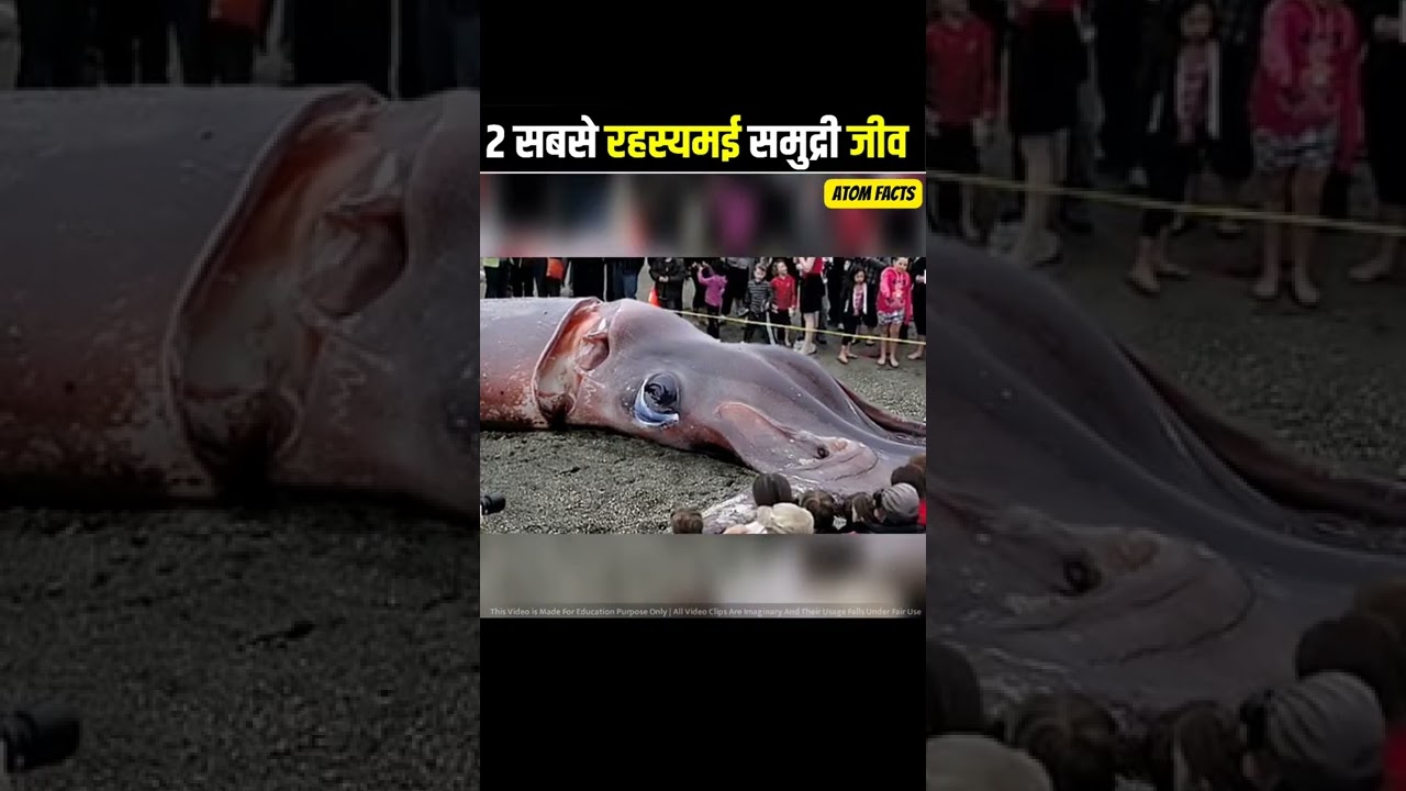 🤯 दुनिया के 2 सबसे रहस्यम समुद्री जीव 🦑 Most mysterious sea animals 🐙 In The World 😱🤯 