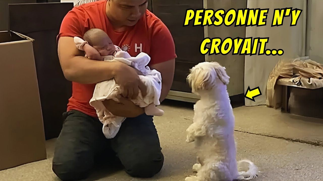 Le chien suppliait de voir le bébé... Ce qu'il fit laissa tout le monde sans voix !