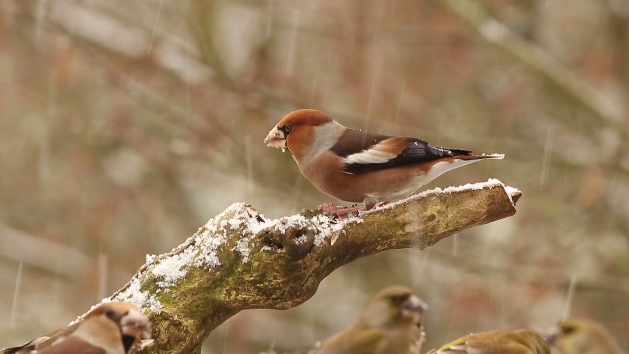 Hawfinches in the Snow at the Yorkshire Arboretum | Discover Wildlife | Robert E Fuller