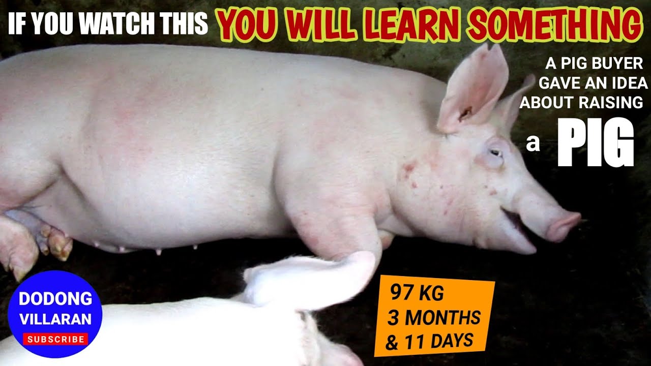 If you watch this You will learn something l Tip from a pig buyer l Vlog 134