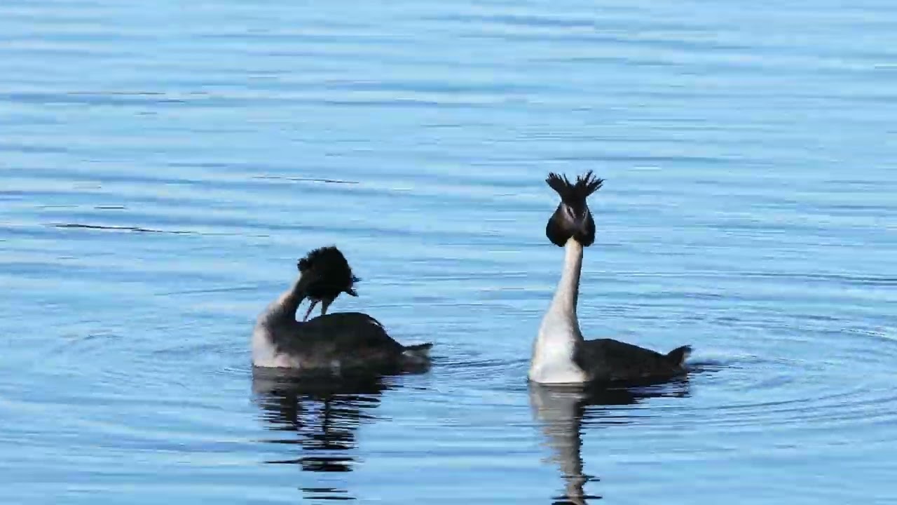 Great Crested Grebe