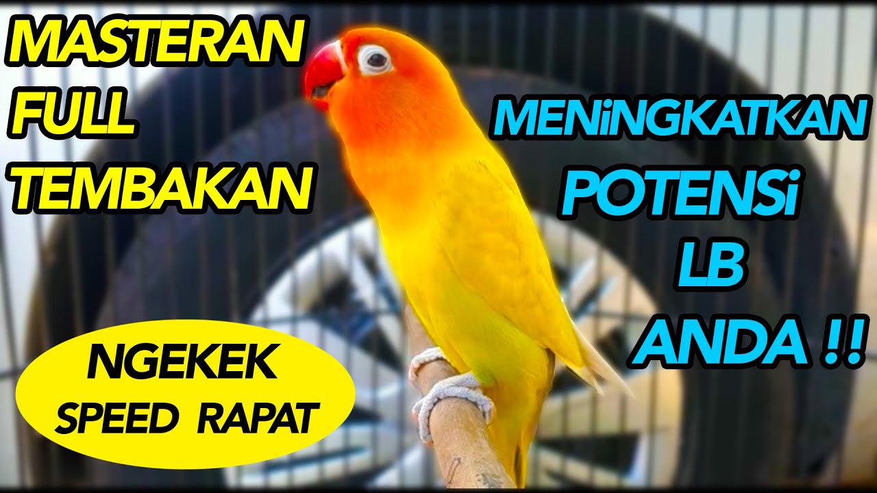 MASTERAN LOVE BIRD NGEKEK PANJANG SPEED RAPAT !!!